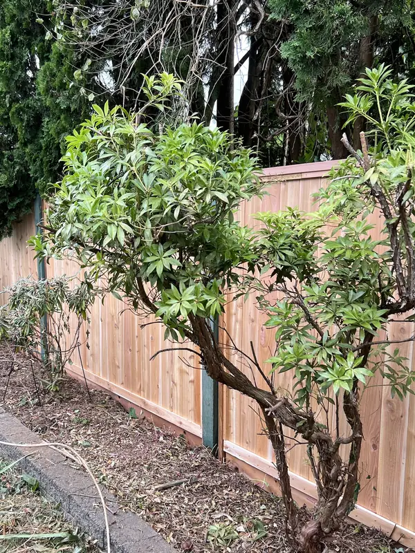 New cedar privacy fence behind a cleaned-up shrub bed