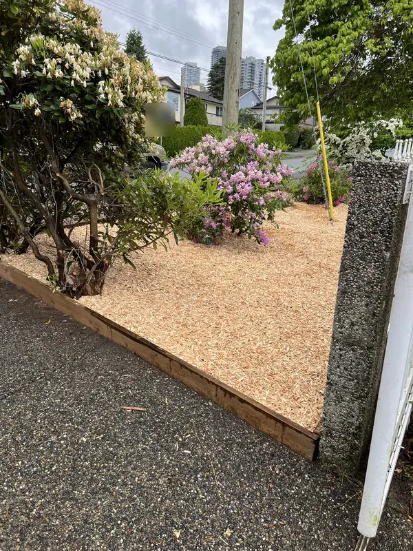 Fresh cedar mulch around rhododendrons inside timber edging